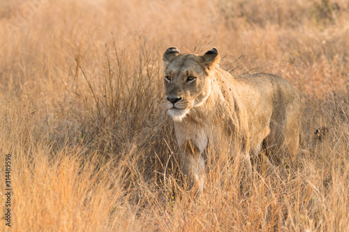 lioness approaching through long grass