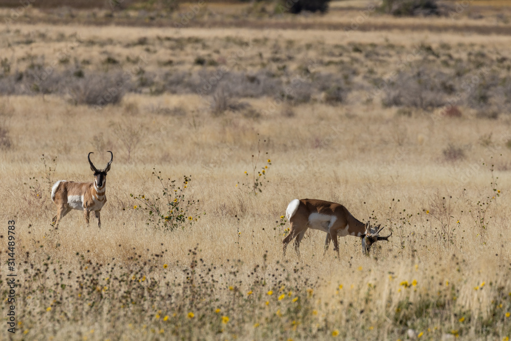 Pronghorn Antelope Bucks in Autumn Pronghorn Antelope Bucks in Autumn