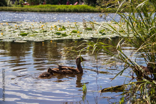 Duck on the shore of the Damansky  island of Yaroslavl