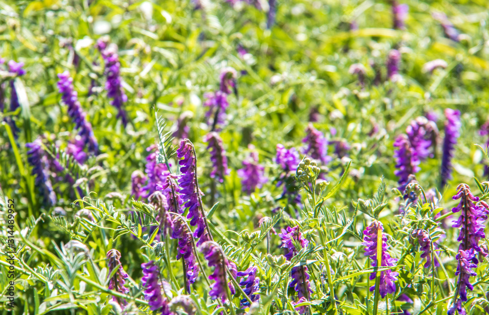 Obraz premium Yaroslavl. Blooming grass on the Bank of kotorosli.. Vicia cracca
