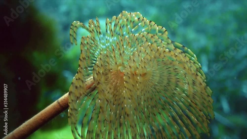 Fan worm, mediterranean sea photo