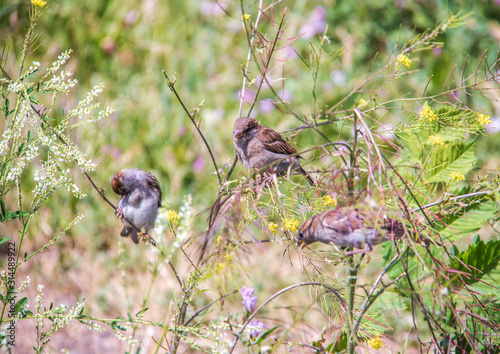 Melilotus albus Medik. Sparrows in the thickets of sweet clover on the Bank of the Kotorosl in Yaroslavl. © Александра Распопина
