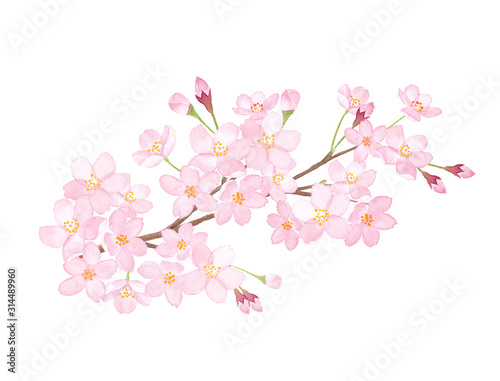 春の花：桜の満開の枝　水彩イラストのトレースベクター