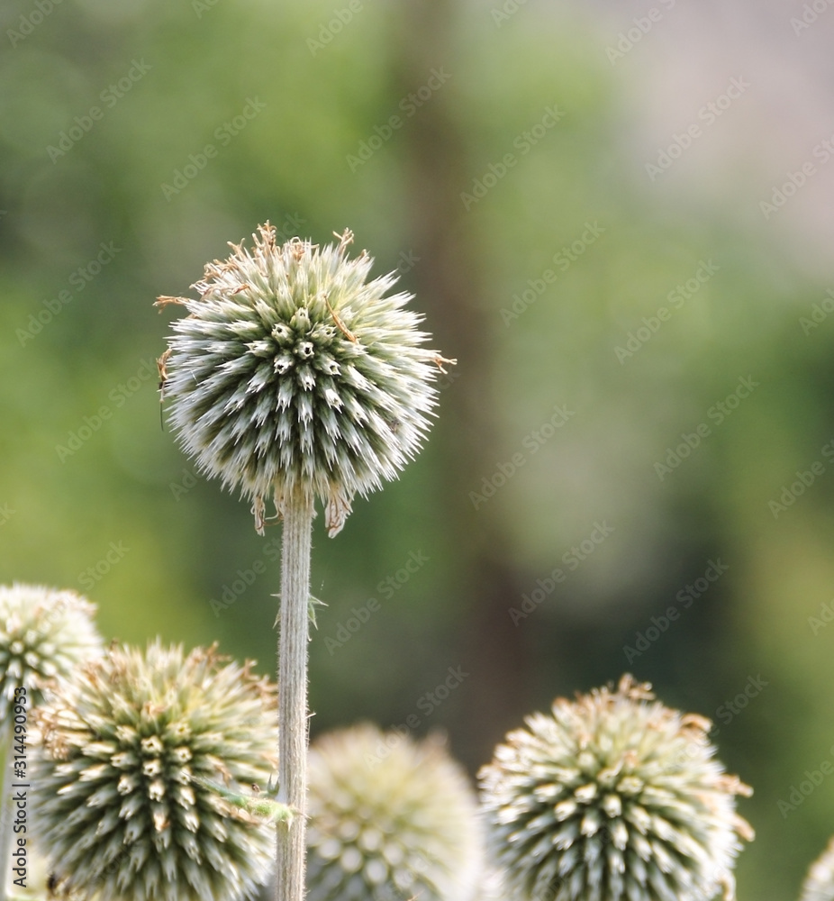 A close up of flower in the field. A close up of flower in the field.