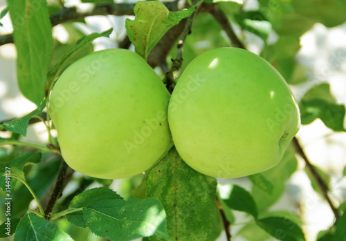 A close up view of two green apples on the apple tree branch.