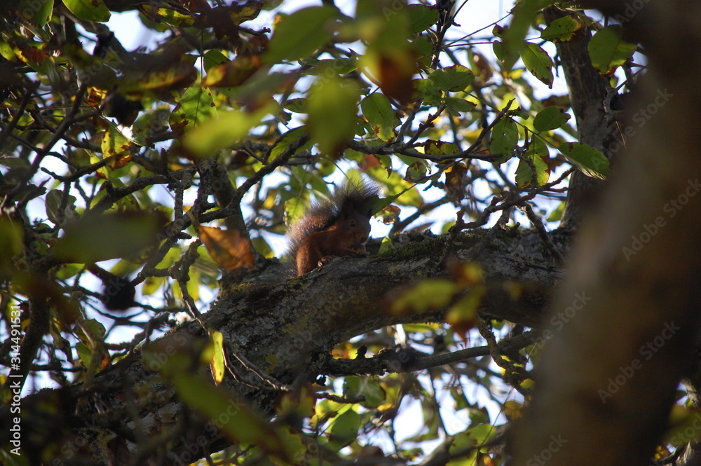 squirrel on a walnut tree squirrel on a walnut tree
