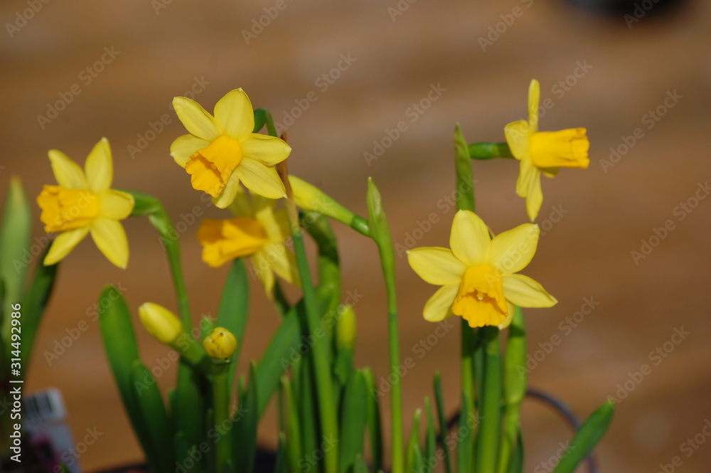 yellow daffodils in spring