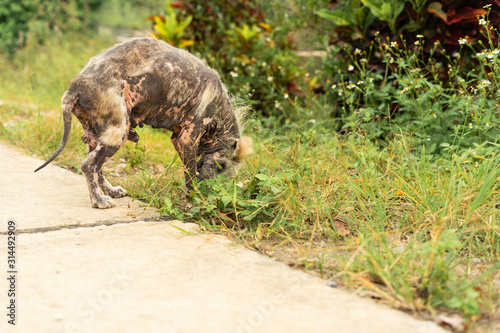 An old and diseased dogs.