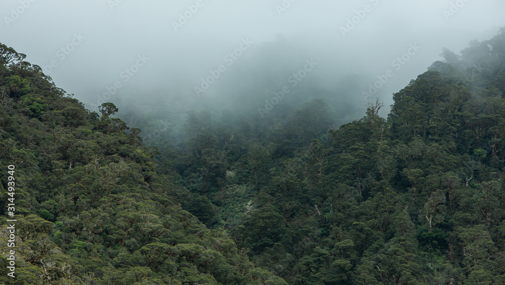 Millford Sound. Fjordland. New Zealand. Fog and forest Millford Sound. Fjordland. New Zealand. Fog and forest