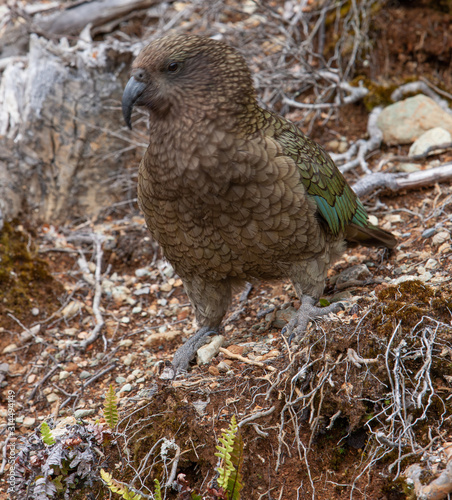 Millford Sound. Fjordland. New Zealand. Kea bird photo