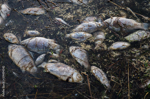 Group of dead fish floating in the harbor waters in Kihnu, Pärnu county, Baltic Sea sea is considered as most polluted one globally.