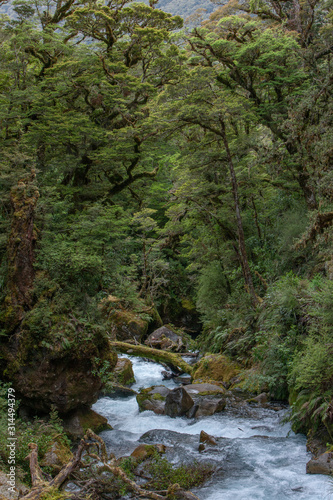 Millford Sound. Fjordland. New Zealand. Creek and forest © A