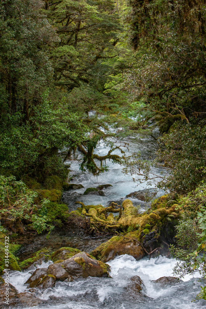 Millford Sound. Fjordland. New Zealand. Creek and forest Millford Sound. Fjordland. New Zealand. Creek and forest