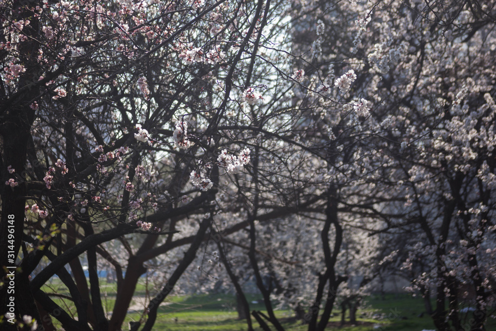 beautiful spring flowering of fruit trees beautiful spring flowering of fruit trees