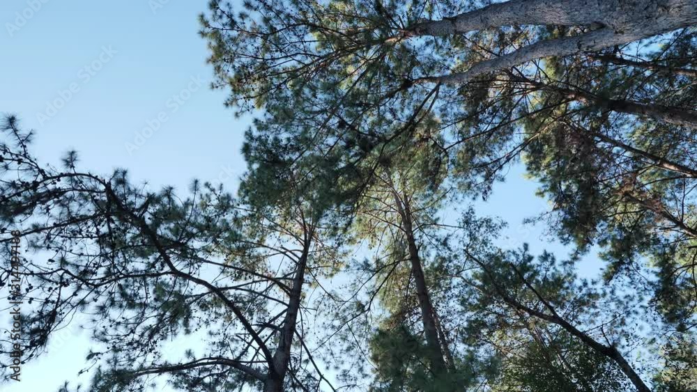 View from the bottom Many pine trees and blue sky background and light that shines down in the evening at Pang Ung, Mae Hong Son Thailand. Slow Motion View from the bottom Many pine trees and blue sky background and light that shines down in the evening at Pang Ung, Mae Hong Son Thailand. Slow Motion