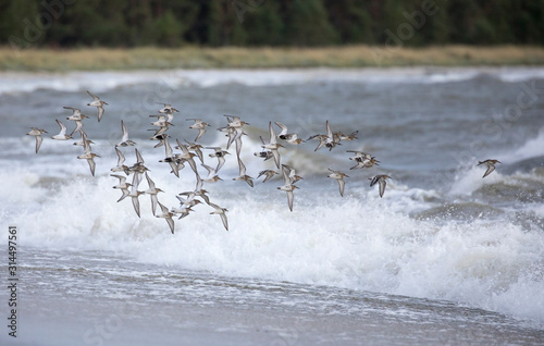 Group of waders fly across the stormy breaking waves in the Nõva sandy beach, Läänemaa, Estonia photo