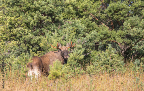 Close up view of the male elk with antlers, well camouflaged into the autumn swamp vegetation