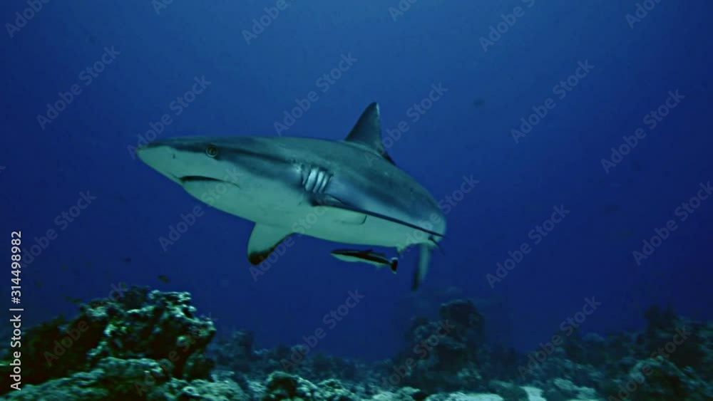 Grey reef shark, red sea Grey reef shark, red sea