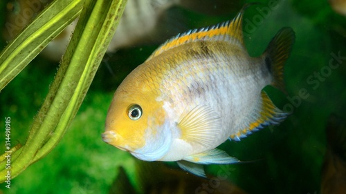 Cichlasoma sajica fish in aquarium