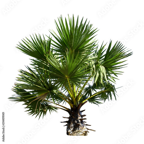 Small or young Sugar palm isolated on the white background.