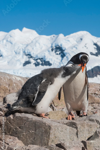 Gentoo Penguin  Pygoscelis papua Neko Harbour Antartica Peninsula.