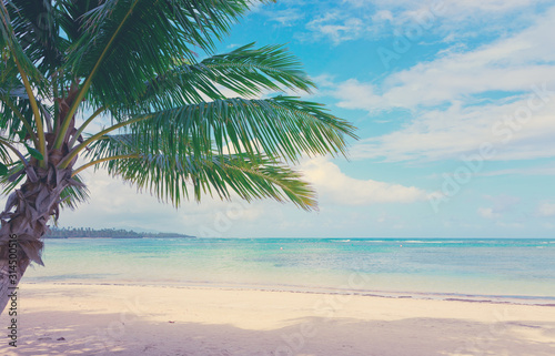 Palm tree on white tropical beach. Travel background. © Swetlana Wall