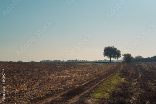 Landscape With A Lonely Trees In A Field