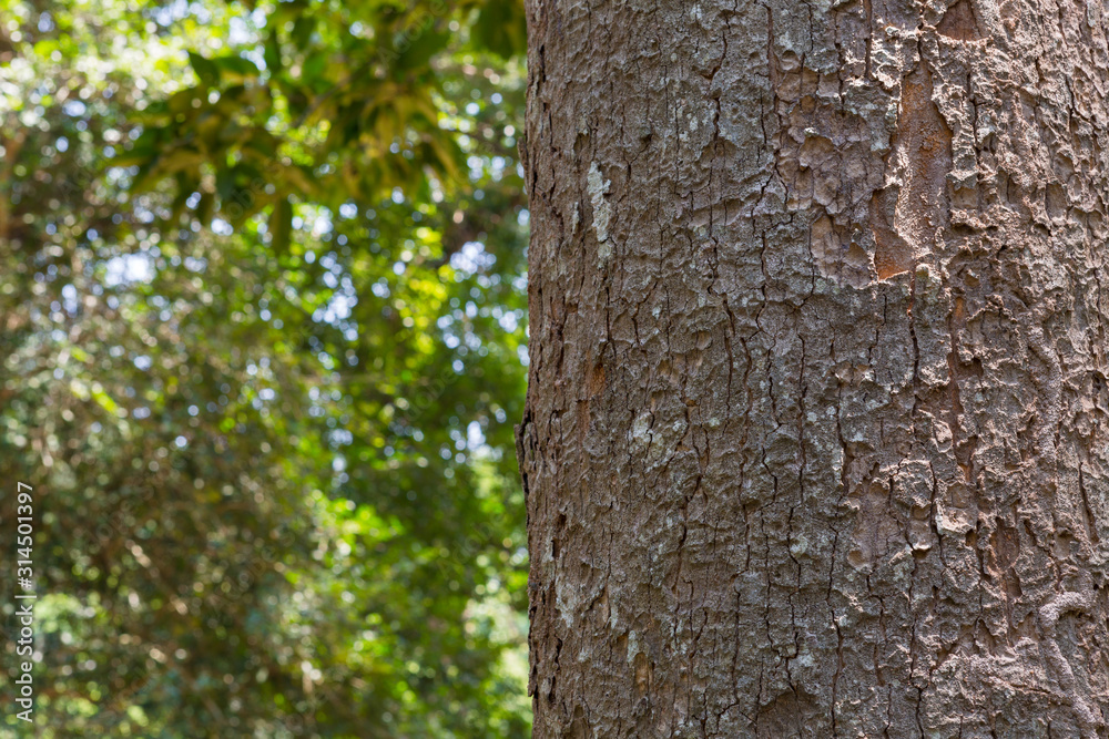 tree in the forest with blurred background tree in the forest with blurred background