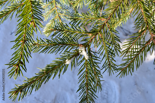 Closeup of a pine tree branch showing its pine needles with a little snow on it.