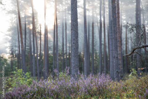 Misty morning in pine dune forest landscape with the flowering heather and forest berries at Luitemaa Nature reserve  P  rnu county  Estonia