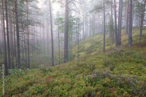 Misty morning in pine dune forest landscape with the flowering heather and forest berries at Luitemaa Nature reserve, Pärnu county, Estonia. photo