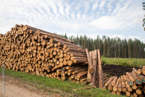 Pile of felled pine wood in forest, felled illegally from protected area, Pärnu county, Estonia