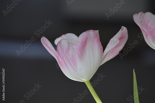 Pink tulip on dark charcoal background