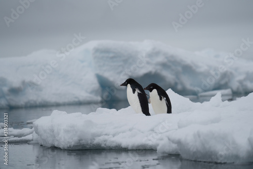 Two adelie penguins walking towards water