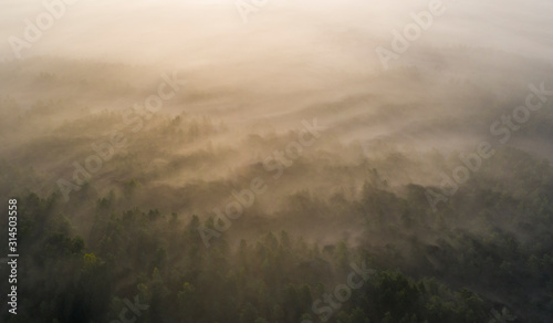 Aerail view on the textured waves of fog , rolling over peat bog edge and pine dunes landscape and painted by the early morning golden sunlight 