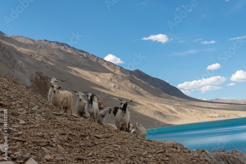 Herd of Pashmina Goats near Tso Moriri Lake, Ladakh, India, Asia