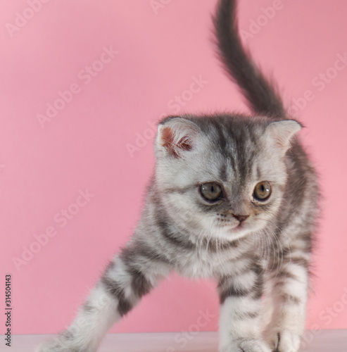 Lop-eared kitten close-up. kitten on a pink background. photo