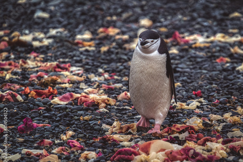 Slika na platnu The chinstrap penguin walking on rocky ground