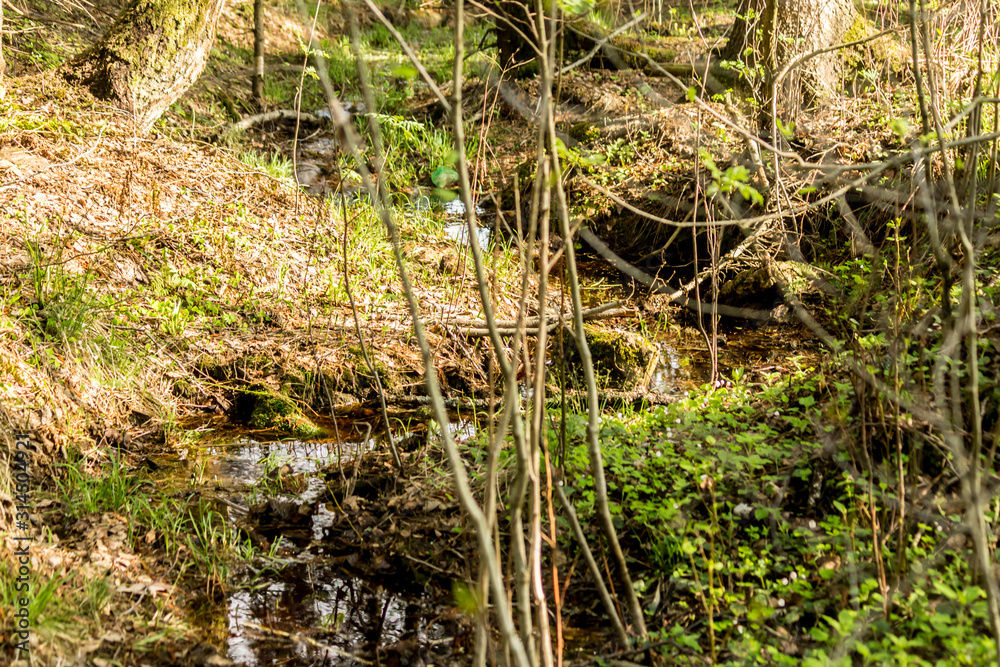 Spring.Young grass and plants grow along the banks of the stream.A good background for a site about forest,nature,taiga,plants,travel and the seasons. Spring.Young grass and plants grow along the banks of the stream.A good background for a site about forest,nature,taiga,plants,travel and the seasons.