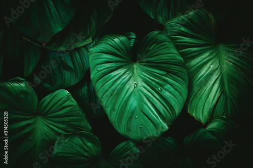 Fototapeta Naklejka Na Ścianę i Meble -  Tropical nature green leaf texture abstract background.