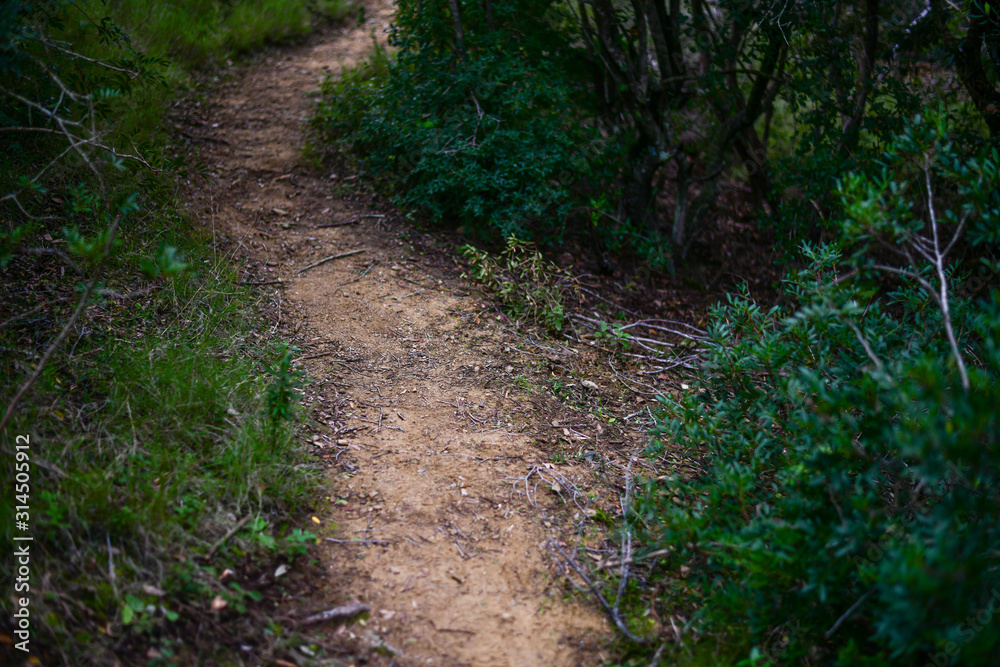 Trekking trail in the mediterranean bush. Capo Poro, Elba island, Tuscan Archipelago, Italy