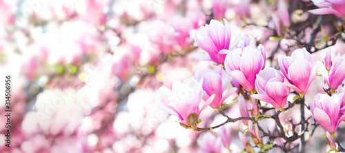 boccioli di magnolie in fiore con colori pastello nei toni del rosa photo