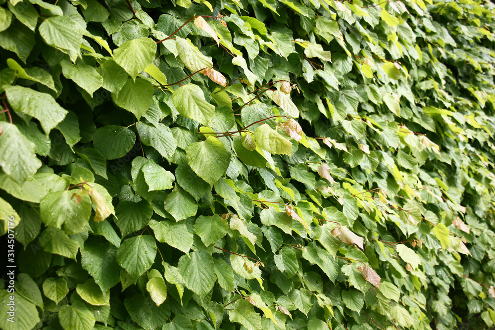 Young runaways and fresh leaves of densely planted lindens create the present barrier. Young runaways and fresh leaves of densely planted lindens create the present barrier.