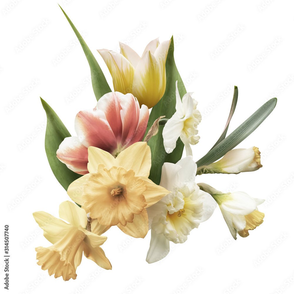 Pastel yellow and white daffodil, tulip isolated on white background. Floral arrangement, bouquet of spring flowers. Pastel yellow and white daffodil, tulip isolated on white background. Floral arrangement, bouquet of spring flowers.