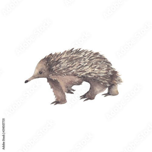 Watercolor illustration animal of Australia, echidna.