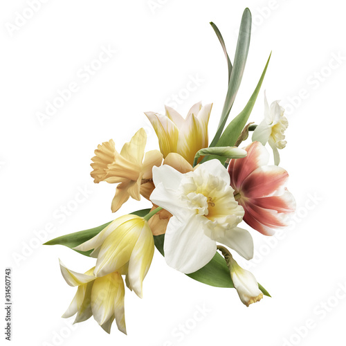 Fototapeta Naklejka Na Ścianę i Meble -  Pastel yellow and white daffodil, tulip isolated on white background. Floral arrangement, bouquet of spring flowers.