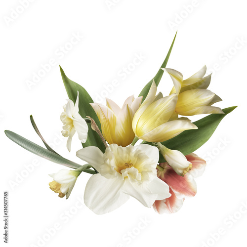 Pastel yellow and white daffodil, tulip isolated on white background. Floral arrangement, bouquet of spring flowers.