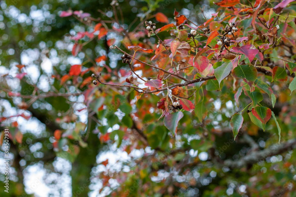 Obraz premium 紅葉