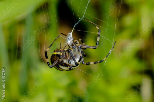 Zebraspinne spinnt Beute ein mit Spinnenkopf