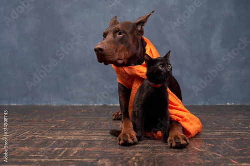 Doberman brown color standing ears, long slender legs, wears beautiful orange scarf, lying on floor, sitting next to black cat, looking in different directions Fototapet